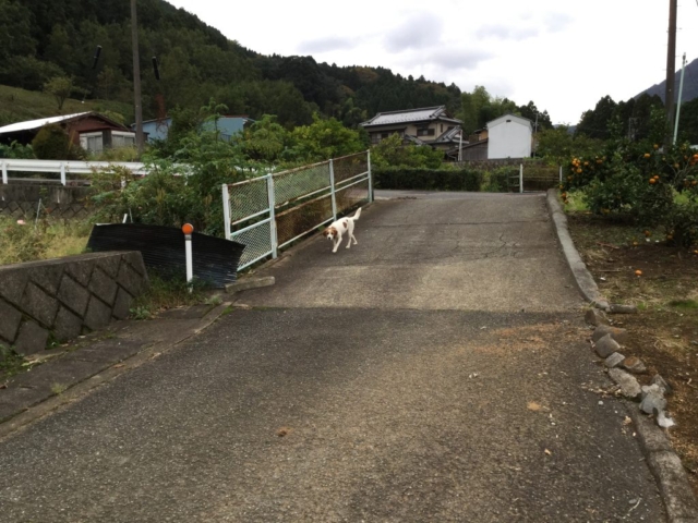 野良犬